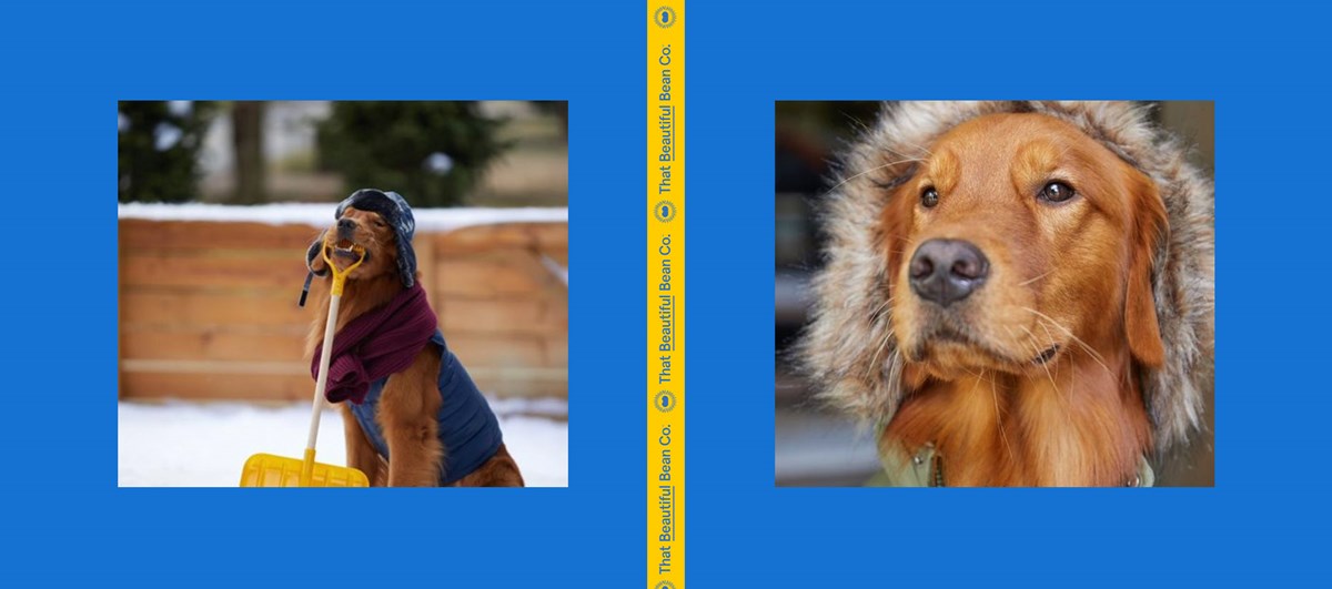 Two separate images of a golden retriever dog. One image of the dog pretending to shovel the snow, the other image of the dog wearing a warm winter coat.