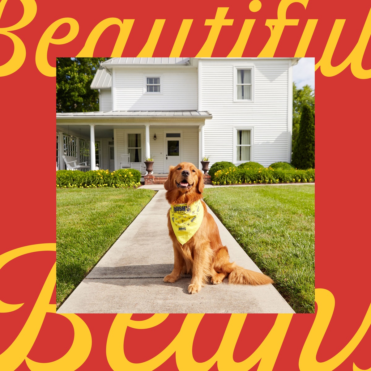 Bush’s Beans mascot dog Duke standing in front of a white house with front porch wearing yellow bandana